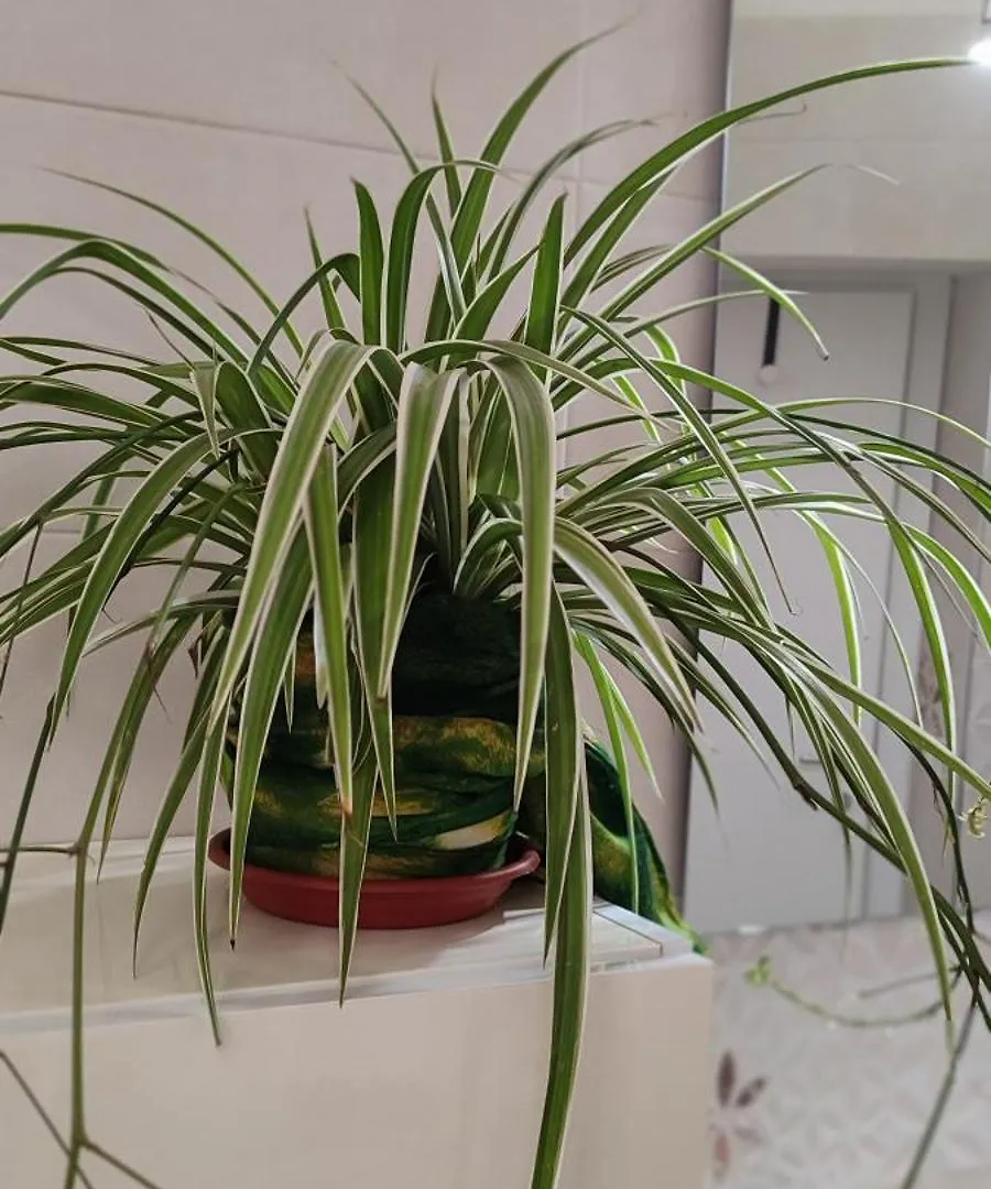Donna Concetta Arthouse Apartman Nápoly